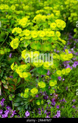 Vollformatbild mit blühendem Laub. Euphorbia esula Stockfoto