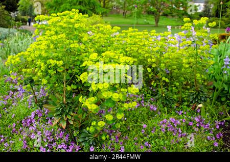 Vollformatbild mit blühendem Laub. Euphorbia esula Stockfoto