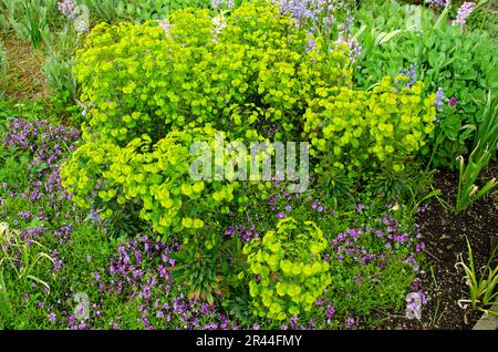 Vollformatbild mit blühendem Laub. Euphorbia esula Stockfoto