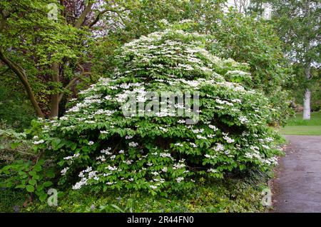 Vollformatbild eines japanischen Schneeballstrauchs. Viburnum plicatum Stockfoto