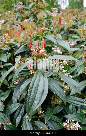 Leatherleaf viburnum in Blüte. Viburnum rhytidophyllum. Bild: Nahaufnahme der Blätter Stockfoto