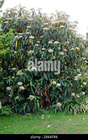 Leatherleaf viburnum in Blüte. Viburnum rhytidophyllum. Bild des ganzen Busches Stockfoto