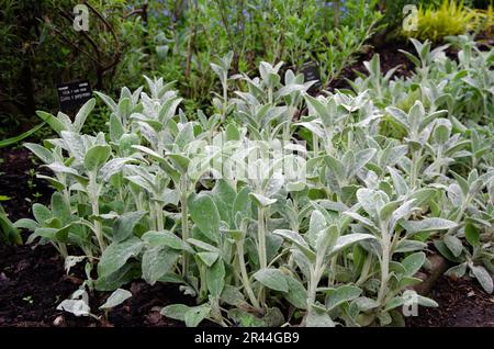 Lammwolle, Hedgenettle, Stachys byzantina. Vollformat-Nahaufnahme von Pflanzen Stockfoto