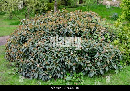 Leatherleaf viburnum in Blüte. Viburnum rhytidophyllum. Bild des ganzen Busches Stockfoto