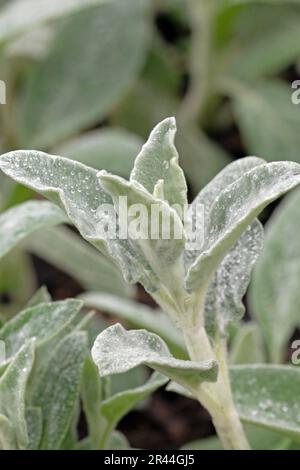 Lammwolle, Hedgenettle, Stachys byzantina. Nahaufnahme des Makrobildes von Tau auf den Blättern Stockfoto