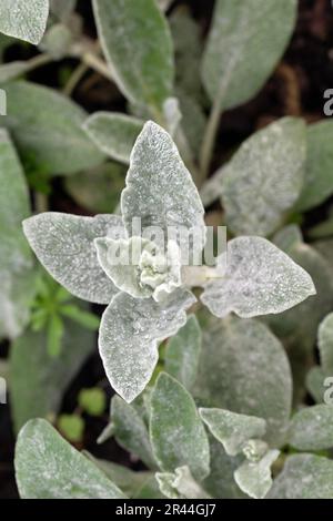 Lammwolle, Hedgenettle, Stachys byzantina. Makrobild der Leaves in Nahaufnahme Stockfoto