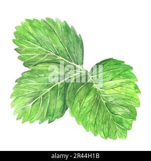 Grünes Erdbeerblatt isoliert auf weißem Hintergrund, Darstellung in botanischem Aquarell. Für Postkarten, Pakete, Postkarten, Logo, Desserts. Stockfoto