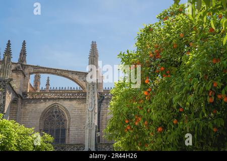 Orangenbaum voller Früchte im Patio de los Naranjos (Orangenbaumhof) in der Kathedrale von Sevilla - Sevilla, Spanien Stockfoto