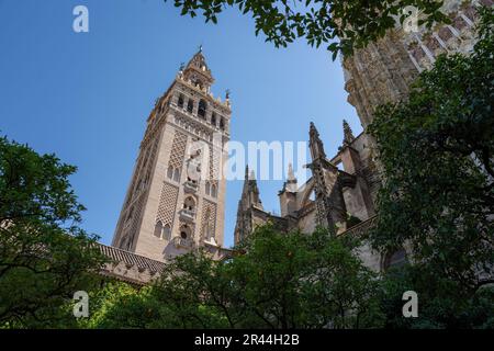 La Giralda (Turm der Kathedrale von Sevilla) im Patio de los Naranjos (Innenhof mit Orangenbäumen) - Sevilla, Andalusien, Spanien Stockfoto