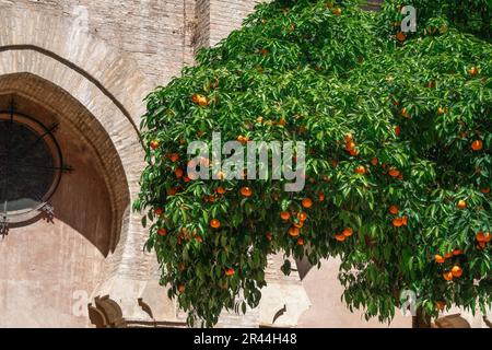 Orangenbaum voller Früchte im Patio de los Naranjos (Orangenbaumhof) in der Kathedrale von Sevilla - Sevilla, Spanien Stockfoto
