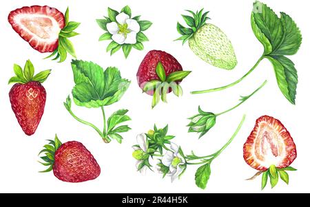 Aquarelle rote saftige Erdbeeren mit isolierten Blättern auf weißem Hintergrund. Fruchtmuster. Für Postkarten, Pakete, Postkarten, Logo, Desserts. Su Stockfoto