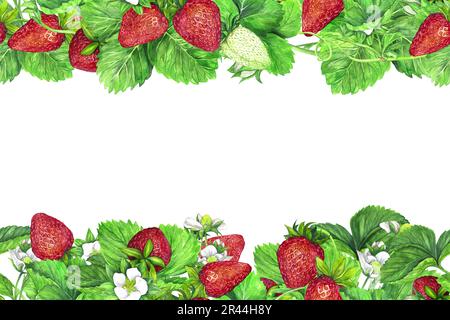 Nahtloser Rand von Büschen reifer Erdbeeren mit grünen Blättern und weißen Blüten. Aquarelldarstellung isoliert auf weißem Hintergrund. Die Anwendung Stockfoto