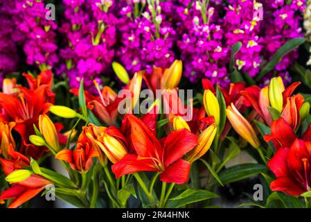 Nahaufnahme der Mischung aus vielen verschiedenen farbigen niederländischen Tulpen in einer Gartengrenze in der Nähe von Amsterdam Holland Niederlande. Stockfoto