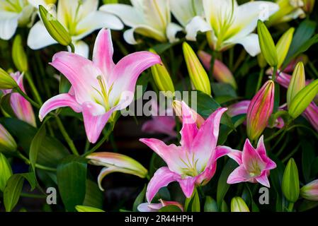 Nahaufnahme der Mischung aus vielen verschiedenen farbigen niederländischen Tulpen in einer Gartengrenze in der Nähe von Amsterdam Holland Niederlande. Stockfoto