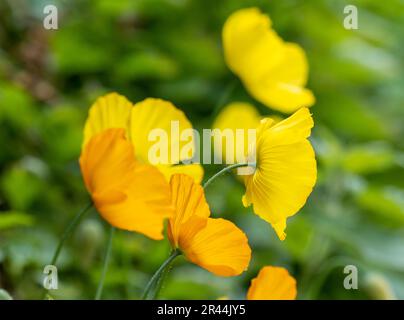 Walisischer Mohn in Ambleside, Lake District, Großbritannien. Stockfoto