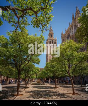 Patio de los Naranjos (orangefarbener Innenhof) in der Kathedrale von Sevilla - Sevilla, Andalusien, Spanien Stockfoto