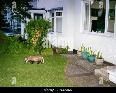 Ein Badger, Meles meles, frisst auf einem Garten in Ambleside, Lake District, Großbritannien, und wird von einem Mann durch das Fenster des Hauses beobachtet. Stockfoto
