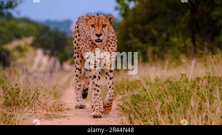 Cheeta wildes Tier im Kruger-Nationalpark Südafrika, Cheetah on the Hunt bei Sonnenuntergang in einem privaten Wildreservat in Südafrika vor der Kamera Stockfoto