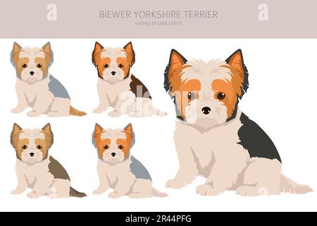 Biewer Yorkshire Terrier Welpen-Clipart. Verschiedene Posen, verschiedene Mantelfarben. Vektordarstellung Stock Vektor