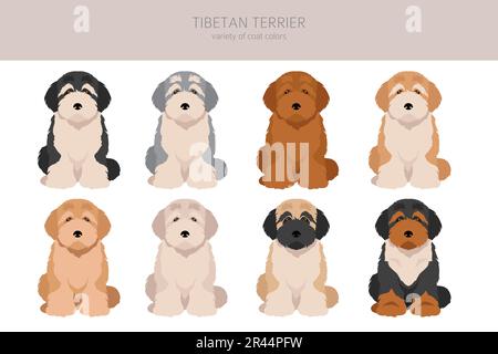 Tibetische Terrier-Welpen-Clipart. Verschiedene Posen, verschiedene Mantelfarben. Vektordarstellung Stock Vektor