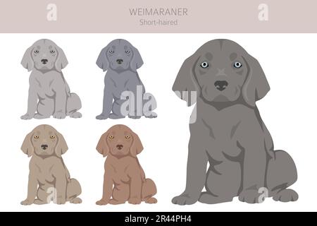 Weimaraner-Hündchen-Klammer. Alle Mantelfarben eingestellt. Infografik zu den Merkmalen aller Hunderassen. Vektordarstellung Stock Vektor