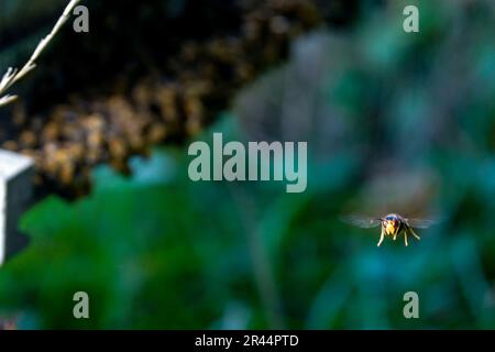 Asiatische Raubtiere-Wespe am Eingang zu einem Bienenstock in einem Obstgarten von Les Vergers du Ronceray in Bardouville (Nordfrankreich) Stockfoto