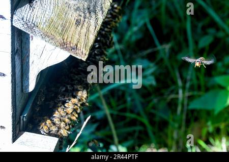 Asiatische Raubtiere-Wespe am Eingang zu einem Bienenstock in einem Obstgarten von Les Vergers du Ronceray in Bardouville (Nordfrankreich) Stockfoto