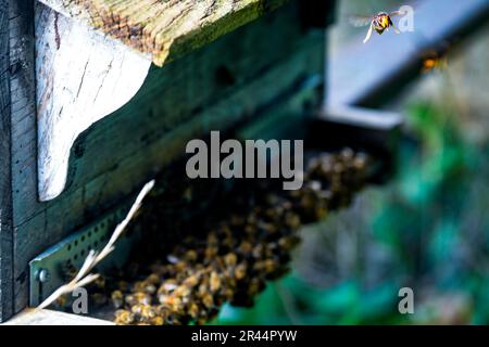 Asiatische Raubtiere-Wespe am Eingang zu einem Bienenstock in einem Obstgarten von Les Vergers du Ronceray in Bardouville (Nordfrankreich) Stockfoto