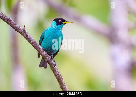 Grüner Honigkriecher (Chlorophanes spiza argutus, männlich) aus Laguna Lagarto, Costa Rica. Stockfoto