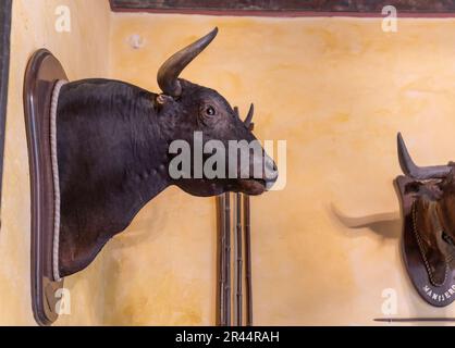 Stierkopfmauer im Palast Las Duenas (Palacio de las Duenas) - Sevilla, Andalusien, Spanien Stockfoto