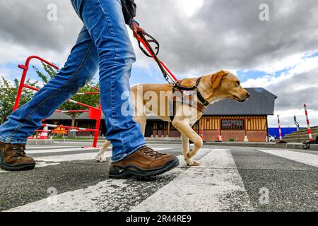 Ausbildungsschule für Blindenhunde in Honguemare-Guenouville (Nordfrankreich) Stockfoto