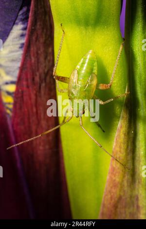 Makrofotografie einer Pflanze, die als Polymerus unifasciatus nymph, Familienmiriden auf blauer Iris (Iris versicolor) gilt. Spezies nicht bestätigt. Stockfoto