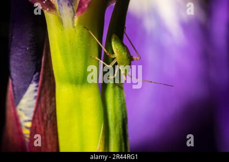 Makrofotografie einer Pflanze, die als Polymerus unifasciatus nymph, Familienmiriden auf blauer Iris (Iris versicolor) gilt. Spezies nicht bestätigt. Stockfoto