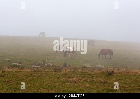 Freilandpferde, die in den Pyrenäen an einem nebligen frühen Morgen entlang einer Bergstraße grasen und ein mystisches Licht über die Szene werfen Stockfoto