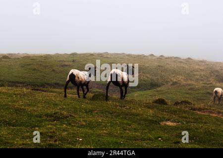 Ziegenherde, die auf der Wiese entlang des Camino de Santiago in den französischen Pyrenäen weiden Stockfoto