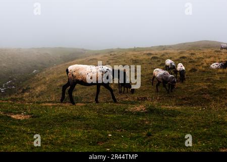 Ziegenherde, die auf der Wiese entlang des Camino de Santiago in den französischen Pyrenäen weiden Stockfoto