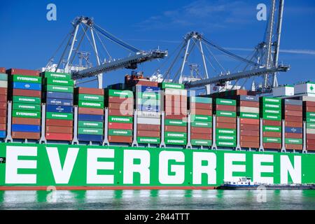 Niederlande, Rotterdam: Das Containerschiff von Evergreen hat im Amazonehaven-Einzugsgebiet schon oft angedockt Stockfoto