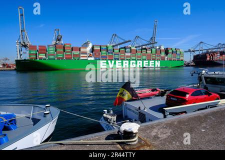 Niederlande, Rotterdam: Das Containerschiff von Evergreen hat im Amazonehaven-Einzugsgebiet schon oft angedockt Stockfoto
