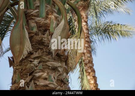 Nahaufnahme von Dattelpalmenblumen Stockfoto