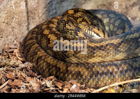 Eine Schlange mit einem Muster glänzender Schuppen liegt im Herbstlaub aufgerollt und hört mit ihren Augen der Umgebung zu. Stockfoto