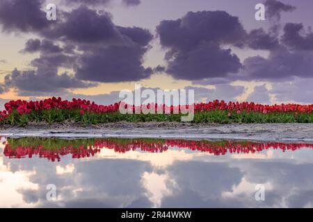 Reflexion roter Tulpen in einer Wasserpudel nach einigen Regenfällen in den Niederlanden. Stockfoto