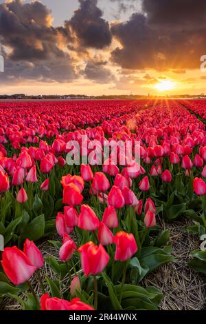 Wunderschöne Tulpenfelder in den Niederlanden bei farbenfrohem Sonnenuntergang. Stockfoto