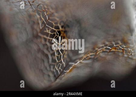 Physalis alkekengi, chinesische Laternen-Skelett-Samenkapsel Stockfoto