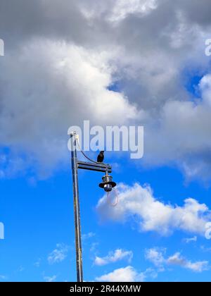 Ein Amboss auf einer Straßenlaterne vor dem Hintergrund flauschiger weißer Wolken Stockfoto