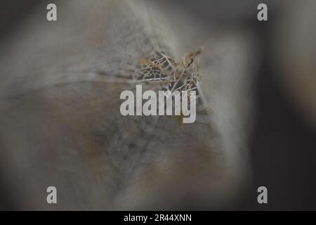 Physalis alkekengi, chinesische Laternen-Skelett-Samenkapsel Stockfoto