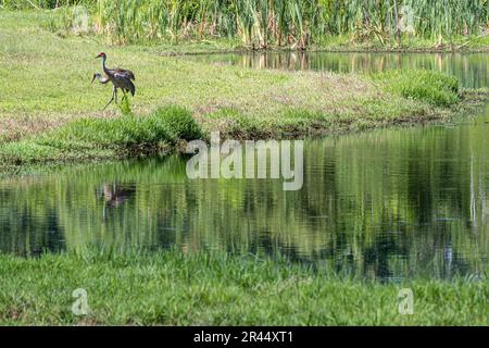 Sandhill Cranes (Grus canadensis) spazieren Sie entlang der Küste eines Teiches in Eustis, Florida. (USA) Stockfoto