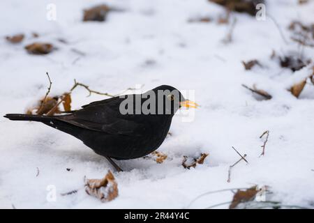 Ein Nahaufnahmen der Tierwelt eines erwachsenen männlichen Eurasischen Blackbirds auf dem verschneiten Winterwaldboden, aufgenommen in Hagaparken Stockholm Schweden im Dezember Stockfoto