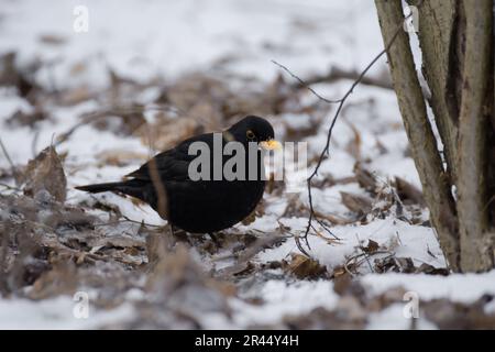 Ein Nahaufnahmen der Tierwelt eines erwachsenen männlichen Eurasischen Blackbirds auf dem verschneiten Winterwaldboden, aufgenommen in Hagaparken Stockholm Schweden im Dezember Stockfoto