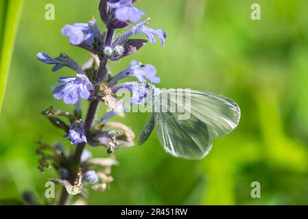 Weißer Schmetterling aus Holz (Leptidea sinapis), Unterseite der Fütterung eines Erwachsenen mit einer gewöhnlichen Trommelblume Stockfoto