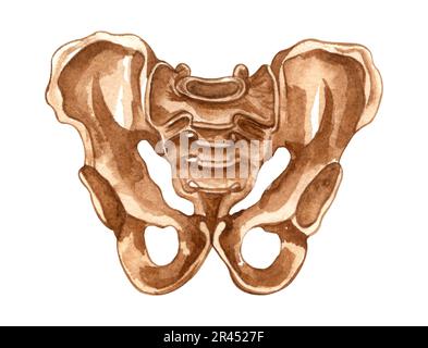 Aquarelle menschliche Skelettstruktur. Beckenknochen. Anatomie und Medizin. Orthopädische Illustration Stockfoto